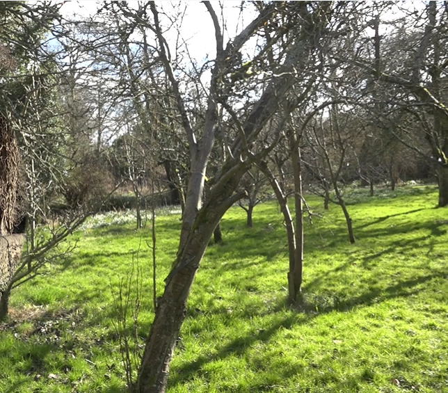 orchard